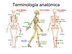 Terminología anatómica - EcuRe