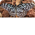 Tirumala (genus) - Wikipedia,