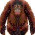 All About Orangutans - Enchant