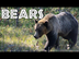 All About Bears for Kids: Bear