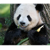 Giant Panda Bear Facts | Endan