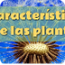 clasificación plantas