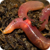 Earthworm Facts For Kids | Fac