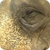 Elephants Show Empathy