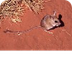 Spinifex Hopping Mouse -