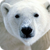 Alaskan Mammals List