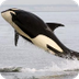 Orca | Basic Facts About Orcas