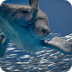 Live Open Sea - WEB CAM