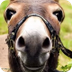 Donkey's Happy Birthday Song -