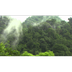 ‫יערות הגשם HD‬‎ - YouTube
