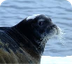 Bearded Seal