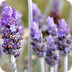 lavanda
