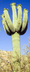 Saguaro Cactus - Saguaro Natio
