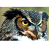 Great Horned Owl Live WebCam