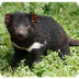 Tasmanian Devil