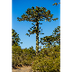Araucaria araucana