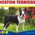 Dog Breeds