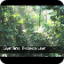 Layers of the Rainforest - You