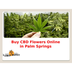 Buy CBD Flowers Online In Palm