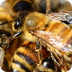 Beekeeping Scavenger Hunt