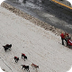 Iditarod Sled Dog Race Lacks s