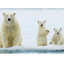 Polar Bear 5