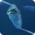 Ocean Sunfish (Mola) 