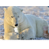 Why Polar Bears Don't Hibernat