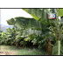 Cultivo de Plátano - YouTube