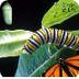 WebQuest: Butterfly Life Cycle