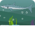 Learn about Sharks -