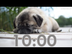 Cute 10 Minute Dog Timer With