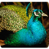 Indian Peafowl - Animal Profil