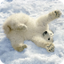 Earthjustice: Polar Bears