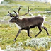 Reindeer
