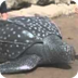 Giant leatherback turtle visit