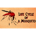 Life Cycle of a Mosquito - Bio