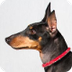 Manchester Terrier Dog Breed I