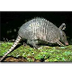 State (small) Mammal