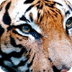 Tiger (Panthera Tigris) - Anim
