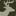 Deer & Deer Hunting | Whitetai