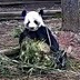 Zoo Atlanta's Panda Cam