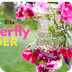 Butterfly Feeder  | PBS Parent