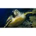 Sea Turtles | Basic Facts