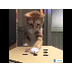 Cat plays whack a finger - You
