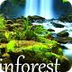 The Amazon Rainforest - Home