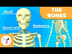 The Skeletal System - Educatio
