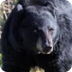 Black Bear | Basic Facts