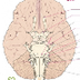 Anatomía cerebral 