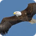 Decorah Eagles Live Cam - nest